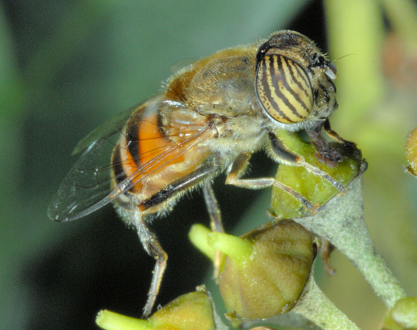 Immagini di macrofotografia